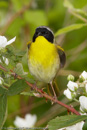 Warbler - 